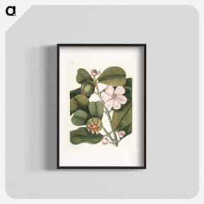 アートポスター-Balsam Tree
 - マーク ケイツビー Poster.