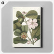 1-13_Mark-Catesby_canvas