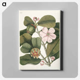アートパネル-Balsam Tree
 - マーク ケイツビー Canvas.