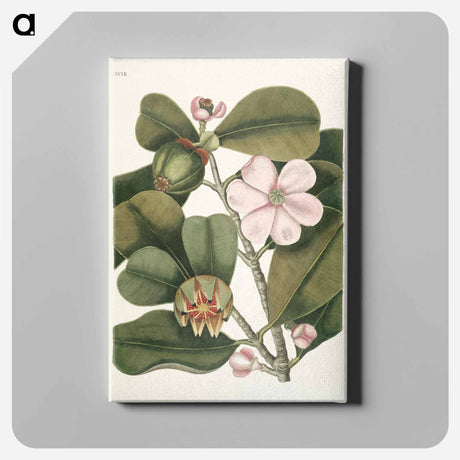 アートパネル-Balsam Tree
 - マーク ケイツビー Canvas.