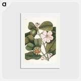 アートポストカード-Balsam Tree
 - マーク ケイツビー Postcard.