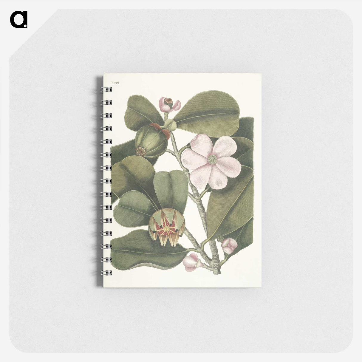 1-13_Mark-Catesby_memo