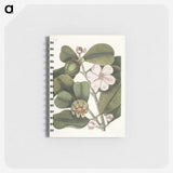 1-13_Mark-Catesby_memo