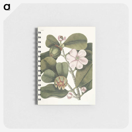 1-13_Mark-Catesby_memo