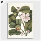 1-13_Mark-Catesby_picture-crop