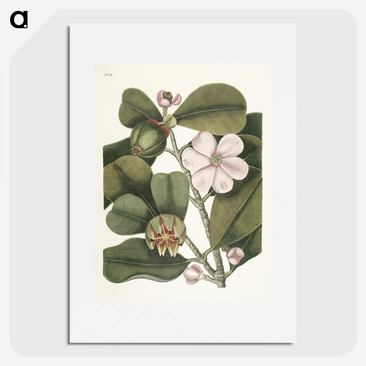 1-13_Mark-Catesby_picture
