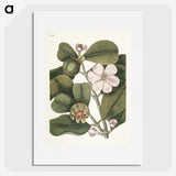 1-13_Mark-Catesby_picture