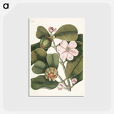 アートポストカード-Balsam Tree
 - マーク ケイツビー Postcard.