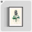 アートポスター-Delphinium Staphisagria Illustration
 - 薬用植物学 Poster.