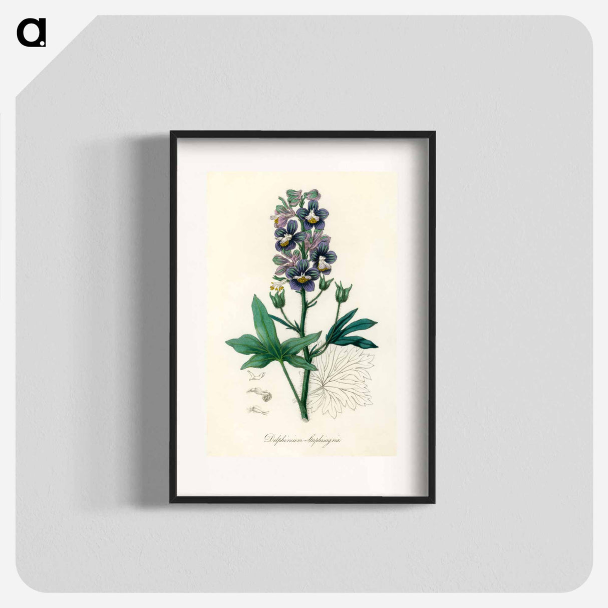アートポスター-Delphinium Staphisagria Illustration
 - 薬用植物学 Poster.