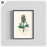 アートポスター-Delphinium Staphisagria Illustration
 - 薬用植物学 Poster.