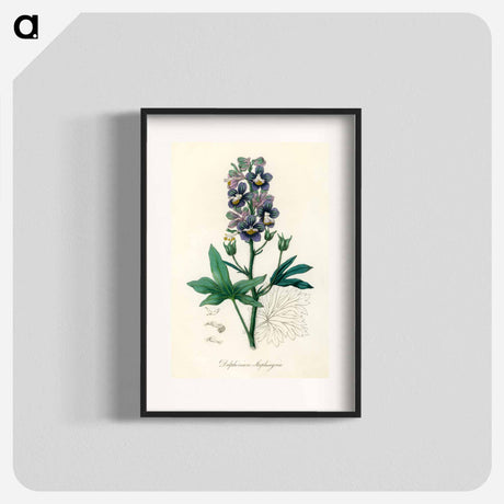 アートポスター-Delphinium Staphisagria Illustration
 - 薬用植物学 Poster.