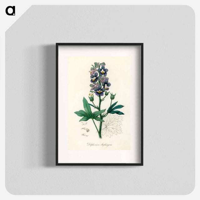 アートポスター-Delphinium Staphisagria Illustration
 - 薬用植物学 Poster.
