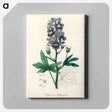 アートパネル-Delphinium Staphisagria Illustration
 - 薬用植物学 Canvas.