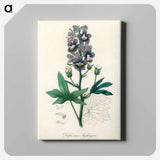 アートパネル-Delphinium Staphisagria Illustration
 - 薬用植物学 Canvas.
