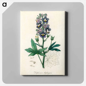 アートパネル-Delphinium Staphisagria Illustration
 - 薬用植物学 Canvas.