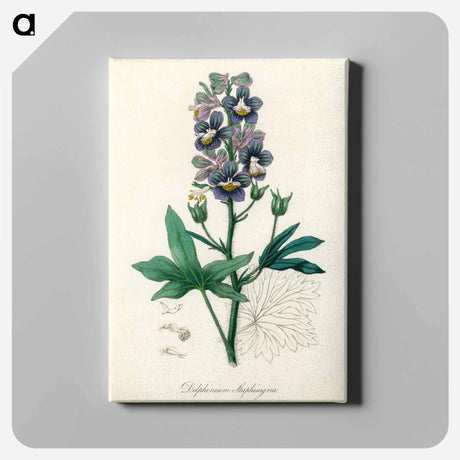 アートパネル-Delphinium Staphisagria Illustration
 - 薬用植物学 Canvas.