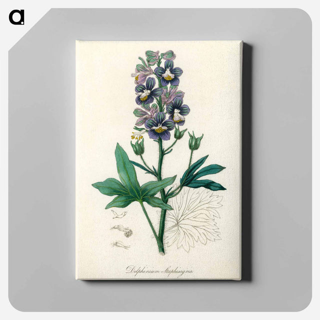 アートパネル-Delphinium Staphisagria Illustration
 - 薬用植物学 Canvas.