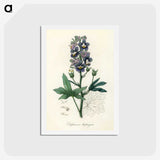 1-13_Medical-Botany_hagaki
