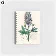 アートメモ帳-Delphinium Staphisagria Illustration
 - 薬用植物学 Memo.