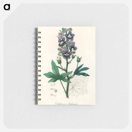 アートメモ帳-Delphinium Staphisagria Illustration
 - 薬用植物学 Memo.