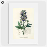 1-13_Medical-Botany_picture