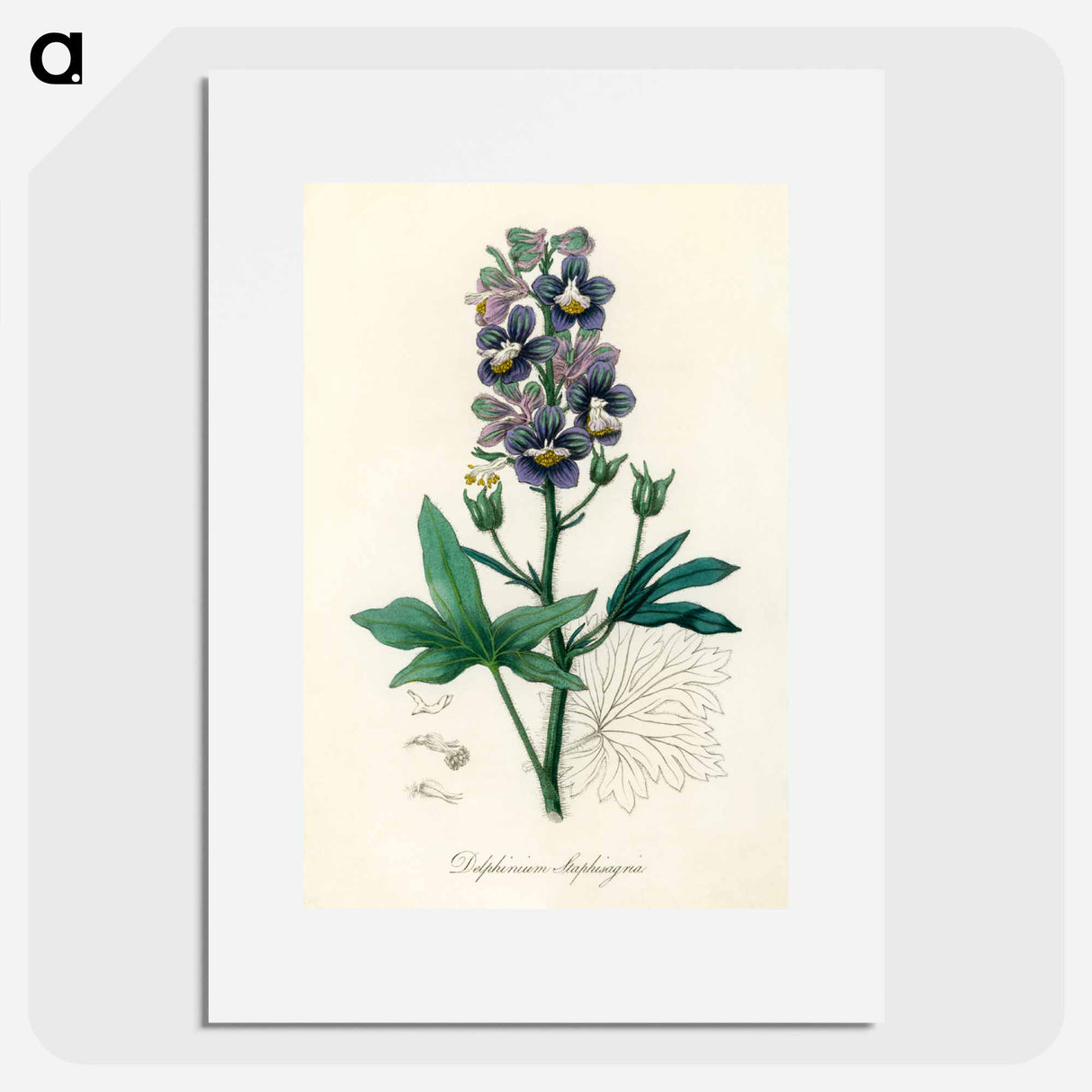 アートポスター-Delphinium Staphisagria Illustration
 - 薬用植物学 Poster.