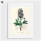 アートポスター-Delphinium Staphisagria Illustration
 - 薬用植物学 Poster.