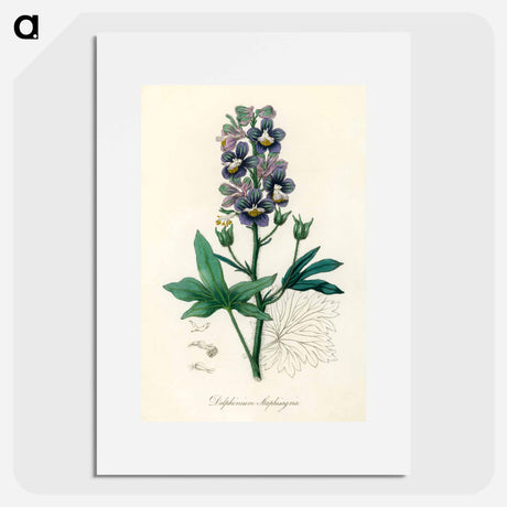 アートポスター-Delphinium Staphisagria Illustration
 - 薬用植物学 Poster.