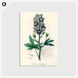 アートポストカード-Delphinium Staphisagria Illustration
 - 薬用植物学 Postcard.