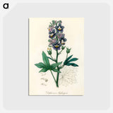 アートポストカード-Delphinium Staphisagria Illustration
 - 薬用植物学 Postcard.