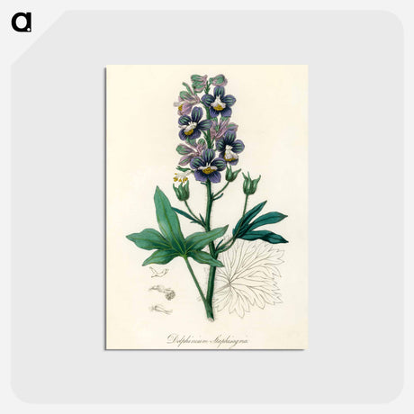 アートポストカード-Delphinium Staphisagria Illustration
 - 薬用植物学 Postcard.