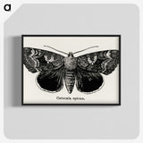 1-13_Moths-and-Butterflies-of-the-United-States_blk-crop