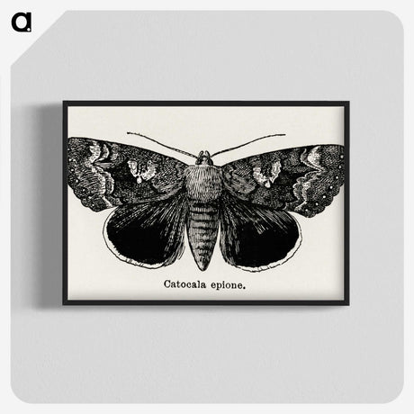 1-13_Moths-and-Butterflies-of-the-United-States_blk-crop