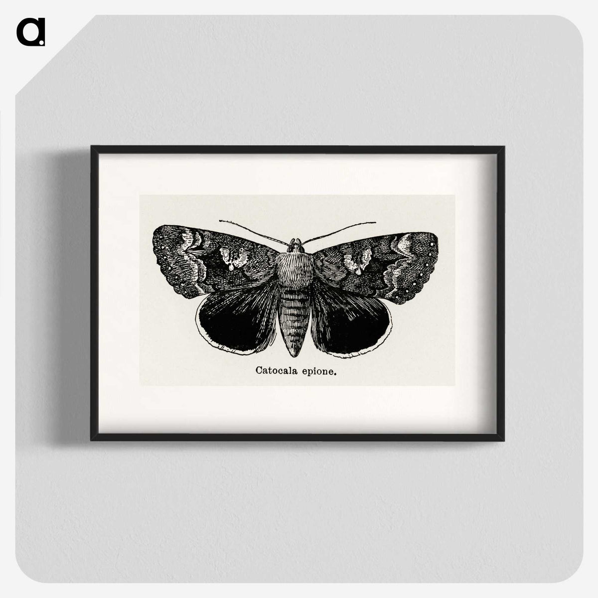1-13_Moths-and-Butterflies-of-the-United-States_blk