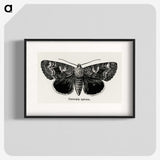 1-13_Moths-and-Butterflies-of-the-United-States_blk