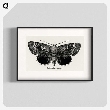 1-13_Moths-and-Butterflies-of-the-United-States_blk