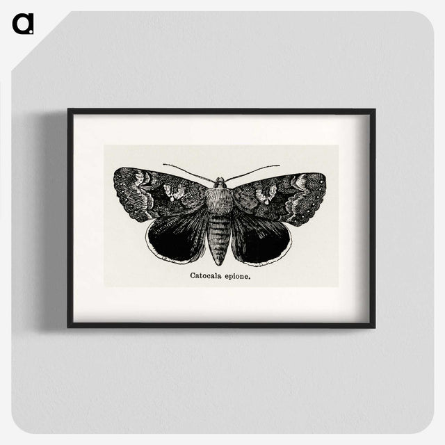 1-13_Moths-and-Butterflies-of-the-United-States_blk