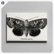 1-13_Moths-and-Butterflies-of-the-United-States_canvas