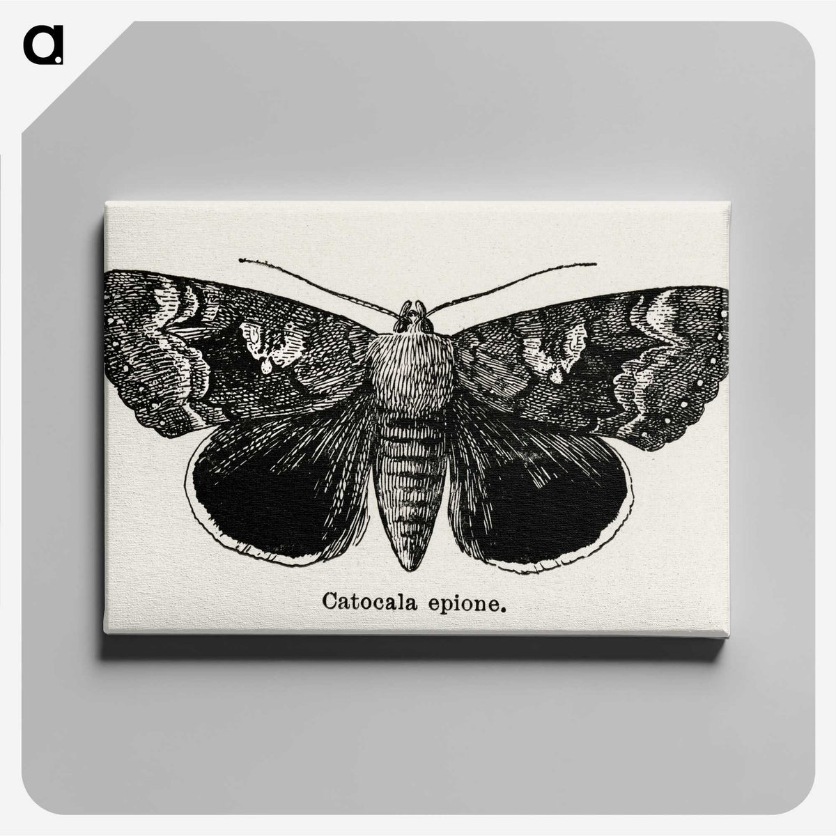 1-13_Moths-and-Butterflies-of-the-United-States_canvas