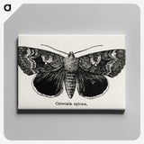 1-13_Moths-and-Butterflies-of-the-United-States_canvas