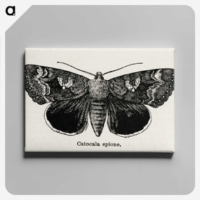 1-13_Moths-and-Butterflies-of-the-United-States_canvas