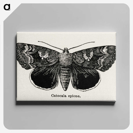 1-13_Moths-and-Butterflies-of-the-United-States_canvas