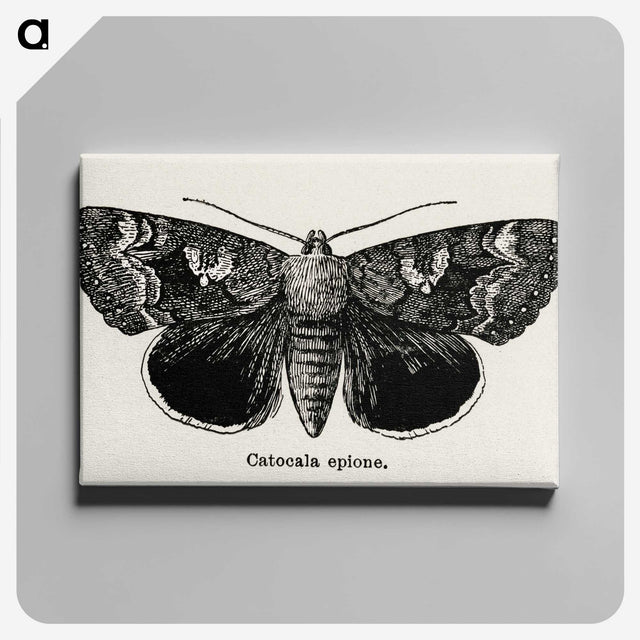 1-13_Moths-and-Butterflies-of-the-United-States_canvas