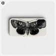 1-13_Moths-and-Butterflies-of-the-United-States_phone
