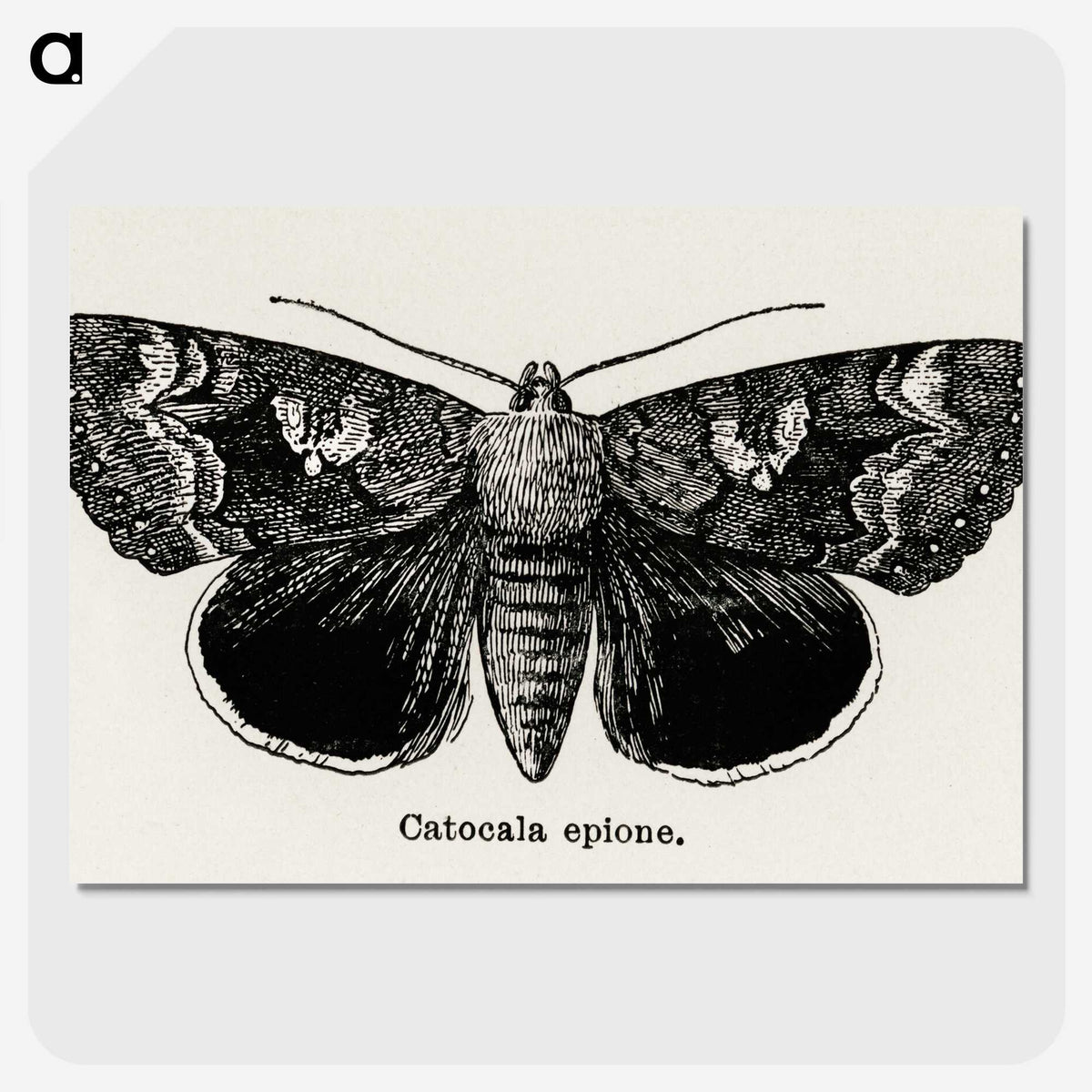 1-13_Moths-and-Butterflies-of-the-United-States_picture-crop