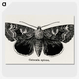 1-13_Moths-and-Butterflies-of-the-United-States_picture-crop