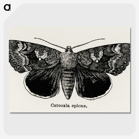 1-13_Moths-and-Butterflies-of-the-United-States_picture-crop