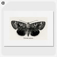 1-13_Moths-and-Butterflies-of-the-United-States_picture