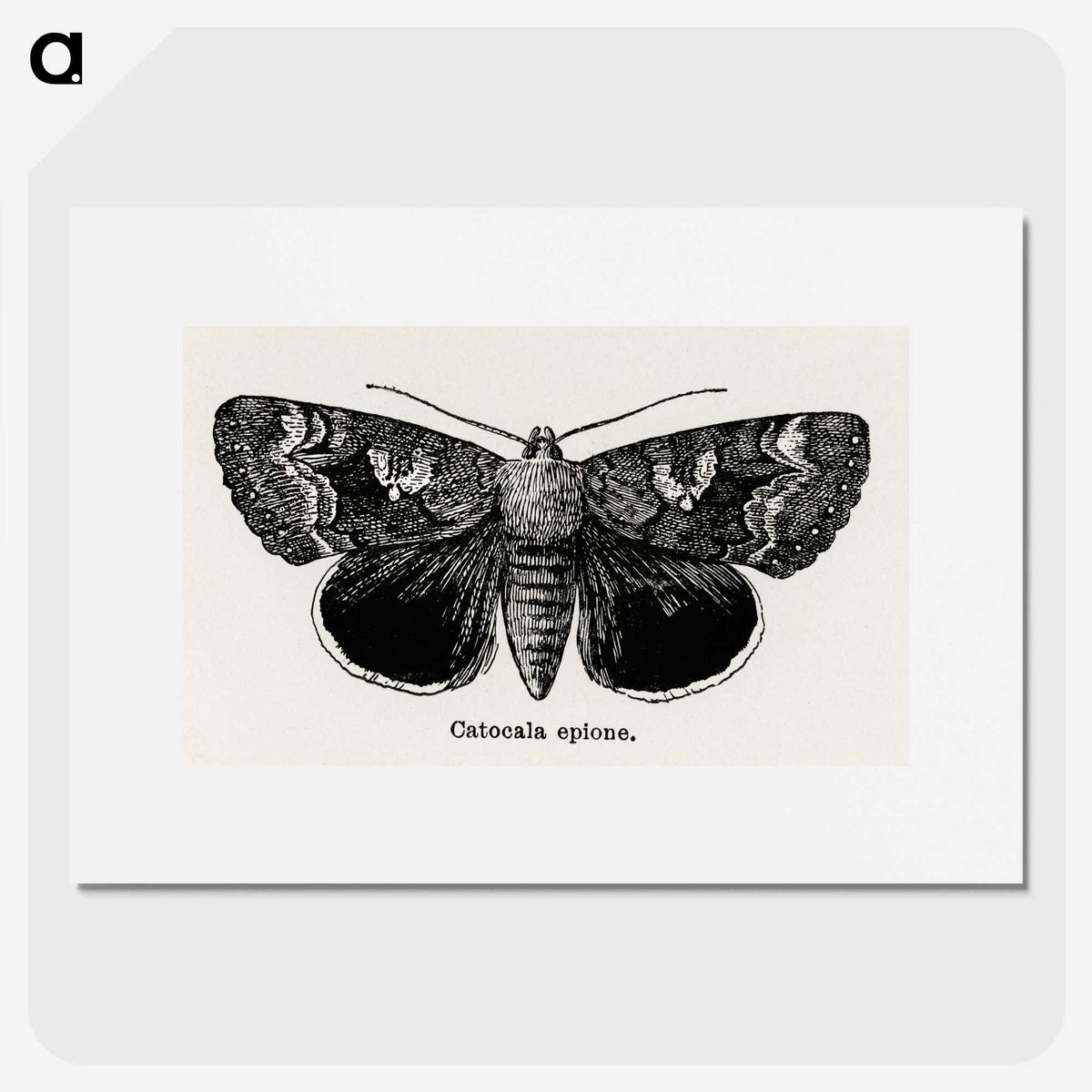 1-13_Moths-and-Butterflies-of-the-United-States_picture